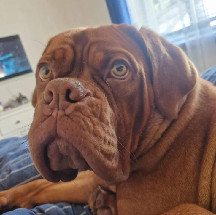 Un Doubull-Mastiff au pelage fauve, allongé sur un lit et regardant le plafond 