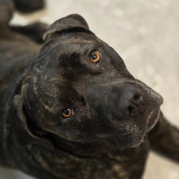 Gros plan d'un Doubull-Mastiff au pelage bicolore regardant la caméra 