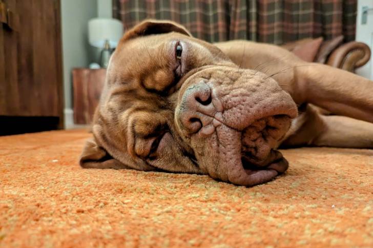 Un Doubull-Mastiff allongé sur une moquette et regardant vers la caméra 