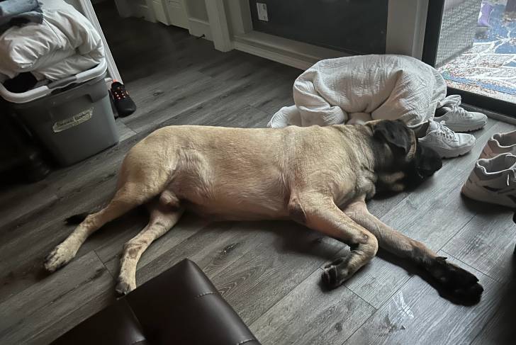 Un Doubull-Mastiff allongé sur un plancher et semblant dormir 