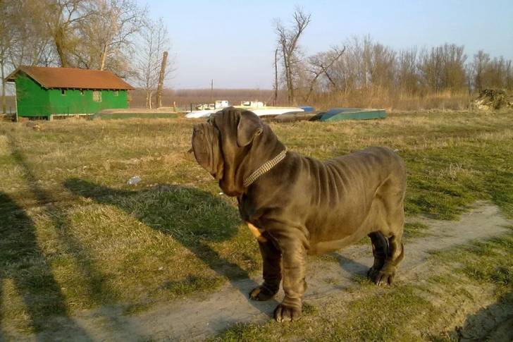 Un Doubull-Mastiff sur une surface herbacée et portant un collier autour du cou