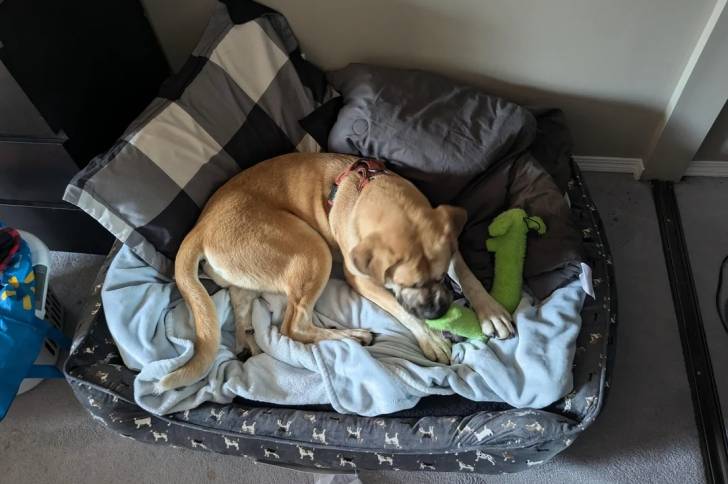 Un Doubull-Mastiff allongé dans un panier et portant un harnais 