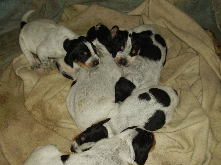 exotique - Grand Bleu de Gascogne Femelle (3 mois)