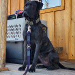 Un Mastweiler au pelage bicolore, assis sur un plancher en bois et qui est tenu en laisse