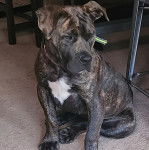 Un Mastweiler au pelage tricolore, assis sur un tapis et semblant détendu