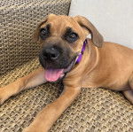 Un Mastweiler au pelage fauve, allongé sur une chaise, tirant la langue et portant un collier autour du cou