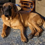 Un Mastweiler au pelage fauve, allongé sur un tapis et semblant détendu 