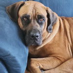 Un Mastweiler au pelage fauve, allongé sur un canapé et regardant vers la caméra 