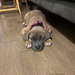 Un Mastweiler au pelage bicolore, allongé sur un plancher en bois et portant un collier autour du cou