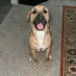 Un Mastweiler au pelage bicolore, assis sur un tapis et ayant la gueule ouverte