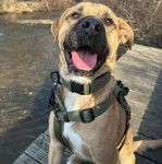 Un Mastweiler au pelage bicolore, assis sur un plancher en bois, portant un harnais et ayant la gueule ouverte