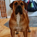 Un Mastweiler au pelage bicolore, debout sur un plancher en bois et regardant vers la caméra 