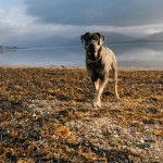 Un Mastweiler au pelage bicolore, marchant sur la rive d'une rivière et portant un collier autour du cou 