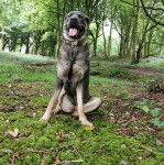 Un Mastweiler au pelage bicolore, assis sur une surface herbacée, ayant la langue pendante et portant un collier autour du cou 