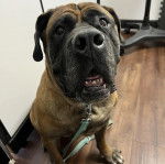 Un Mastweiler au pelage fauve, assis sur un plancher en bois, ayant la gueule ouverte et qui est tenu en laisse 