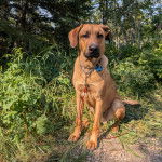 Un Mastweiler au pelage fauve, assis sur une surface herbacée, portant un collier autour du cou et qui est tenu en laisse 