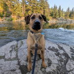 Un Mastweiler au pelage fauve, assis sur un rocher près d'une rivière et qui est tenu en laisse 