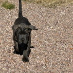Un Mastweiler au pelage noir, marchant sur des gravillons et regardant vers la caméra