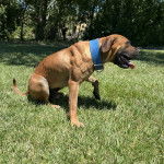 Un Mastweiler au pelage fauve, assis sur une surface herbacée, tirant la langue et portant un collier autour du cou