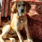 Un Mastweiler au pelage bicolore, assis sur un parquet en bois et portant un collier autour du cou 