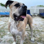 Un Mastweiler au pelage bicolore, debout sur une surface herbacée et ayant la gueule 
légèrement ouverte 