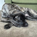 Un Mastweiler au pelage bicolore, allongé sur un tapis et semblant dormir 