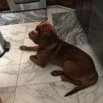 Un Mastweiler au pelage fauve, allongé sur un sol carrelé et semblant détendu 
