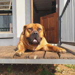 Un Mastweiler au pelage bicolore, allongé sur un plancher en bois et ayant la gueule légèrement ouverte 