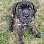 Un Mastweiler au pelage tricolore, assis sur une surface herbacée, portant un collier autour du cou et regardant la caméra de haut 
