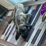 Un Mastweiler au pelage tricolore, allongé sur un tapis et semblant dormir 