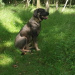 Profil d'un Mastweiler au pelage bicolore, assis sur une surface herbacée, tirant la langue pendante et portant un collier autour du cou 