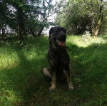 Un Mastweiler au pelage bicolore, assis sur une surface herbacée, ayant la langue pendante et portant un collier autour du cou