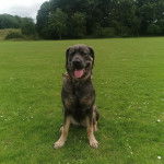 Un Mastweiler au pelage bicolore, assis sur un terrain gazonnée, tirant la langue et portant un collier autour du cou 