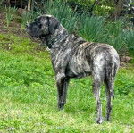 Un Mastweiler au pelage tricolore, debout sur une surface herbacée et portant un collier autour du cou