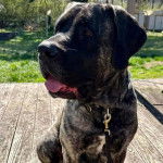 Un Mastweiler au pelae bicolore, assis sur un parquet en bois et qui est tenu en laisse 