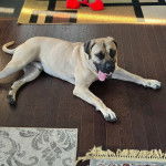 Un Mastweiler allongé sur un plancher en bois et ayant la langue pendante 