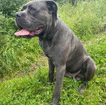 Un Mastweiler assis sur une surface herbacée, tirant la langue et portant un collier autour du cou 