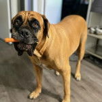Un Mastweiler au pelage fauve, debout sur un plancher en bois et ayant une carotte dans la gueule 