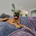 Un Mastweilerau pelage fauve, allongé sur un canapé et ayant la langue pendante