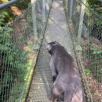 Un Mastweiler marchant sur un pont et portant un collier autour du cou 