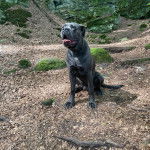 Un Mastweiler au pelage noir, tirant la langue et portant un collier autour du cou 