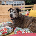 Un Mastweiler au pelage bicolore, allongé sur des oreillers, ayant la gueule ouverte et portant un collier autour du cou 