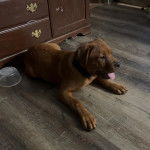 Un Mastweiler au pelage bicolore, allongé sur un parquet en bois, ayant la langue pendante et portant un collier autour du cou 