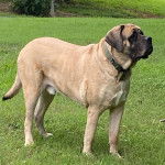 Un Mastweiler debout sur une surface herbacée et portant un collier autour du cou 