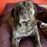 Un Mastweiler au pelage tricolore, allongé sur un lit 