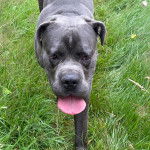 Un Mastweiler au pelage noir, marchant sur une surface herbacée et ayant la langue pendante 