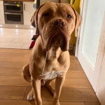 Un Mastweiler au pelage bicolore, assis sur une surface carrelé et regardant vers la caméra 