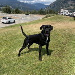 Un Mastweiler au pelage bicolore, debout sur sur une surface herbacée et portant un collier autour du cou