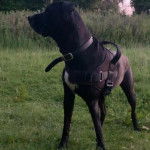 Un Mastweiler au pelage bicolore, debout sur une surface herbacée et portant un harnais 