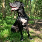 Un Mastweiler au pelage bicolore, assis sur une surface herbacée, ayant la gueule ouverte et portant un harnais